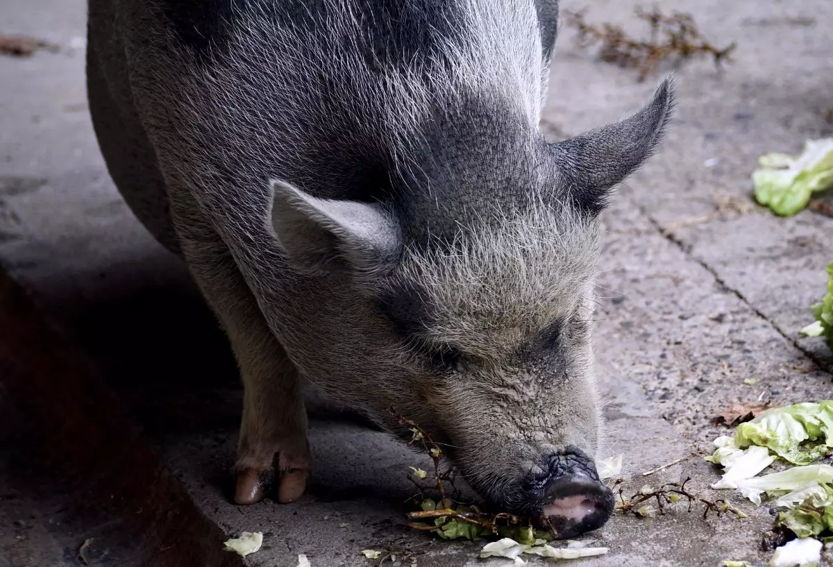 ANIMALS & KITCHEN WASTE